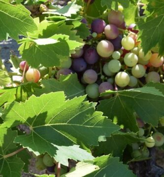 Cuando se poda una parra