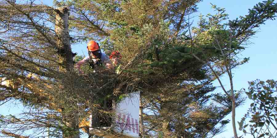 Motosierras para poda de arboles