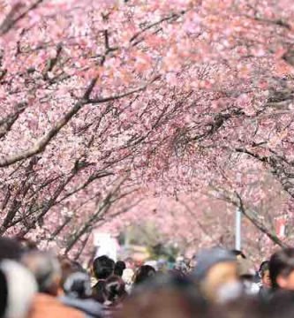 como podar el cerezo