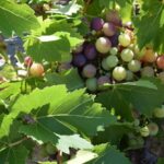 Cuando se poda una parra